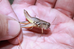 Melanoplus scudderi