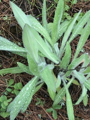Hieracium cynoglossoides