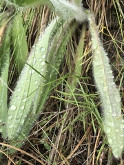 Hieracium cynoglossoides