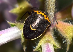 Cosmopepla conspicillaris