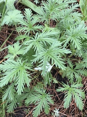 Potentilla gracilis