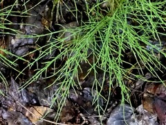 Equisetum sylvaticum