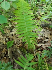 Deparia acrostichoides