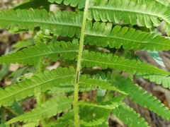 Deparia acrostichoides