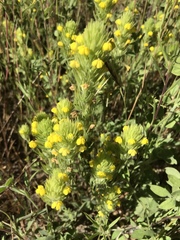 Castilleja rubicundula