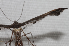 Michaelophorus indentatus