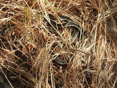 Masticophis lateralis