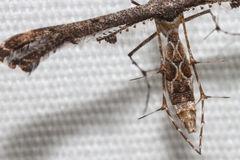 Michaelophorus indentatus