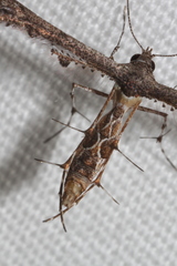 Michaelophorus indentatus