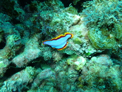 Pseudoceros ferrugineus