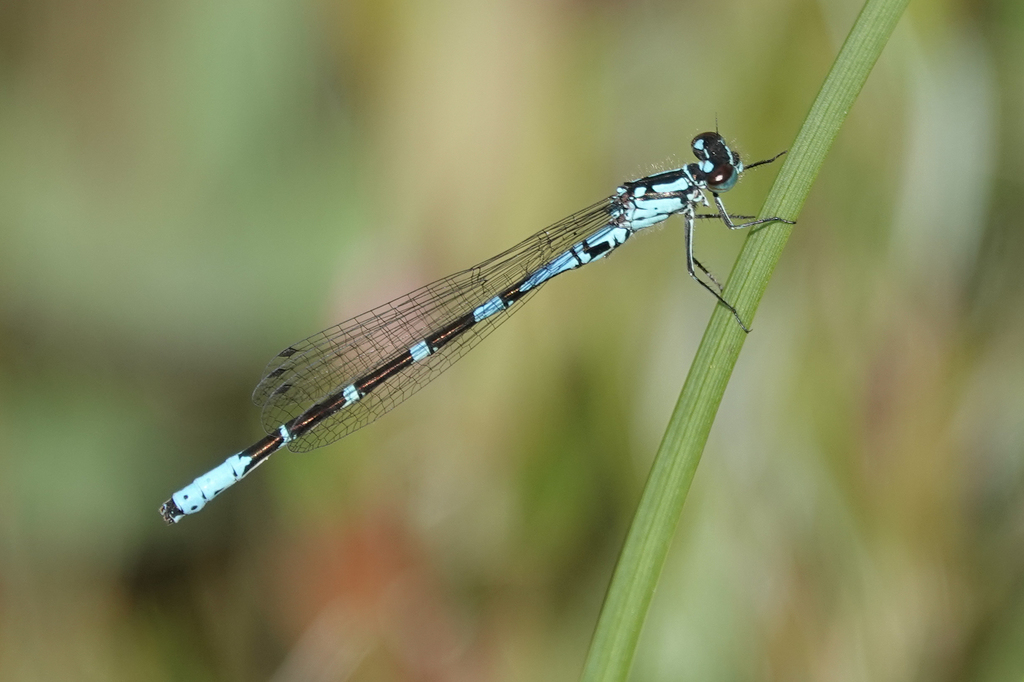 Subarctic Bluet