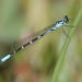 Subarctic Bluet - Photo (c) Cameron Eckert, some rights reserved (CC BY-NC), uploaded by Cameron Eckert