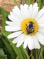 Bombus mixtus