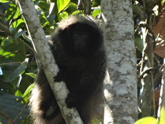 Callicebus nigrifrons
