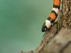 Lampropeltis multifasciata