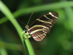 Heliconius charithonia