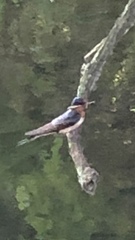 Hirundo