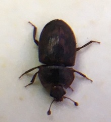 Phenolia grossa