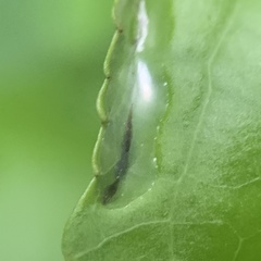 Phyllocnistis liquidambarisella