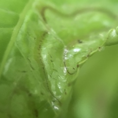 Phyllocnistis liquidambarisella