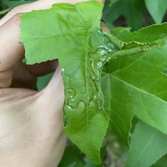 Phyllocnistis liquidambarisella