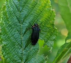 Eupristocerus cogitans