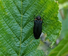 Eupristocerus cogitans