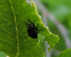 Eupristocerus cogitans