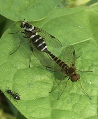 Chrysopilus fasciatus