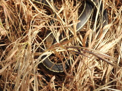 Masticophis lateralis