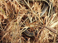 Masticophis lateralis