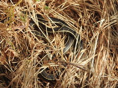 Masticophis lateralis