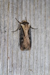 Agrotis volubilis