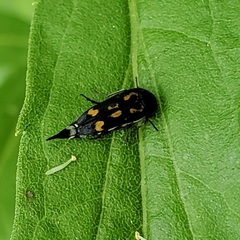 Hoshihananomia octopunctata