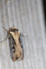 Agrotis volubilis