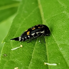 Hoshihananomia octopunctata