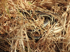 Masticophis lateralis