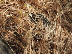 Masticophis lateralis