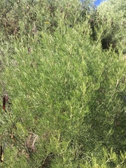 Senna artemisioides artemisioides