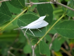 Euceratia castella