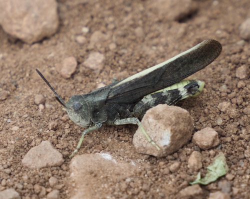 Speckle-winged Rangeland Grasshopper