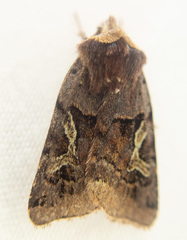 Cerastis enigmatica