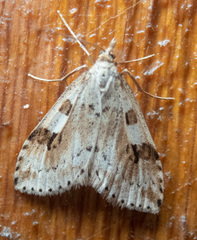 Udea washingtonalis