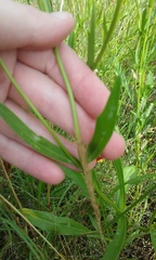 Coreopsis grandiflora