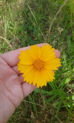Coreopsis grandiflora