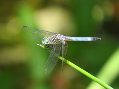 Pachydiplax longipennis