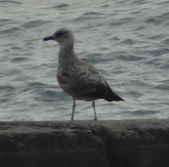Larus canus