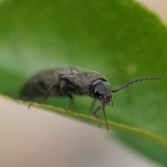 Agriotes pilosellus