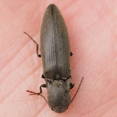 Agriotes pilosellus