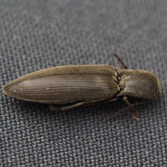 Agriotes pilosellus